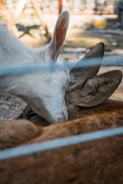 Vertical Shot Baby Goat Showing Affection Its Mom Farm — Stock Photo, Image