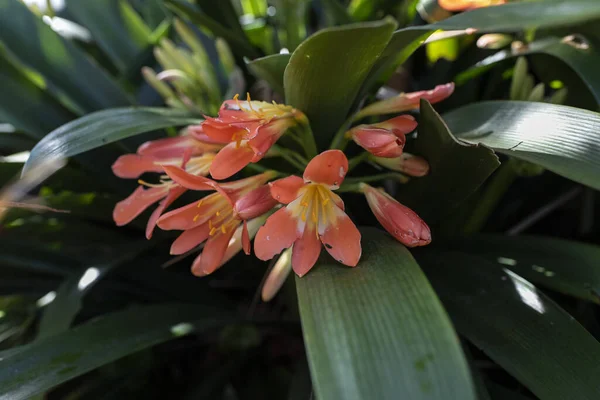 Egy Közeli Felvétel Gyönyörű Bush Lily Virágokról — Stock Fotó