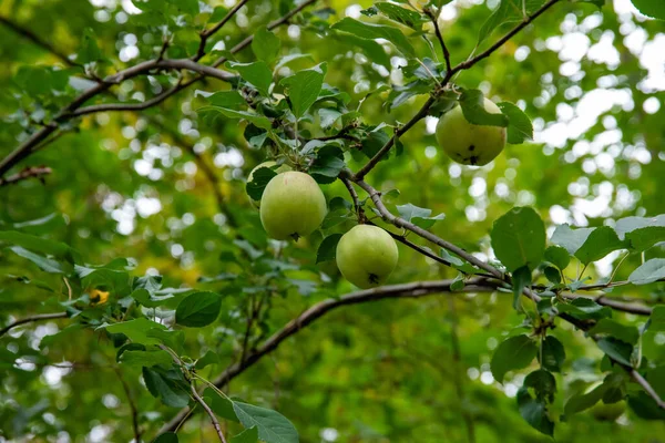 绿苹果特写生长在花园树枝上的绿苹果特写 — 图库照片