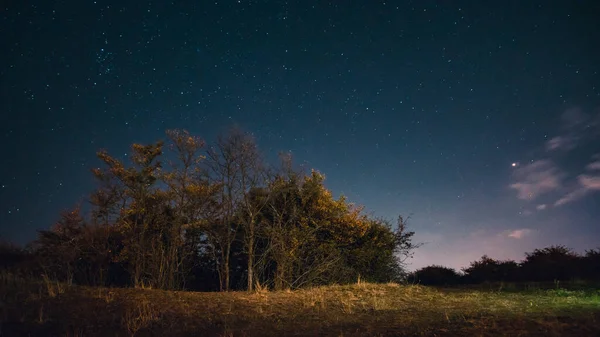 Piękny Nocny Krajobraz Drzew Polu Przeciw Gwiaździstego Nieba — Zdjęcie stockowe