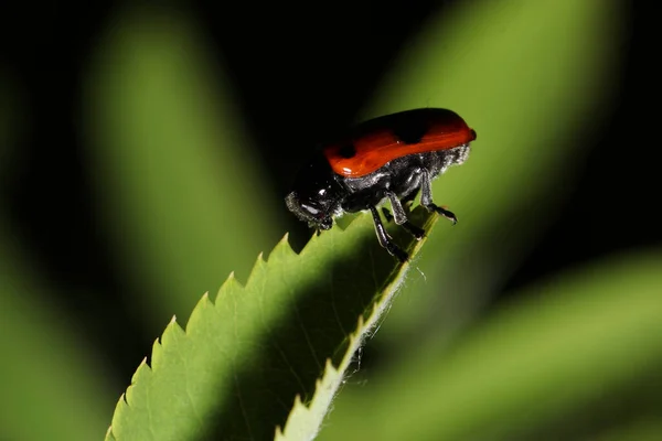 Une Macro Prise Vue Bug Sur Feuille Verte — Photo