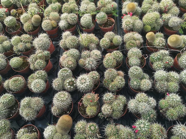 Une Vue Dessus Différents Types Petits Succulents Dans Des Pots — Photo