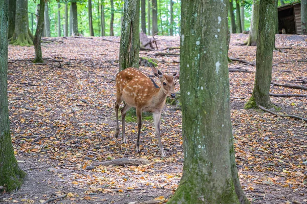 Skvrnitý Jelen Přírodě — Stock fotografie