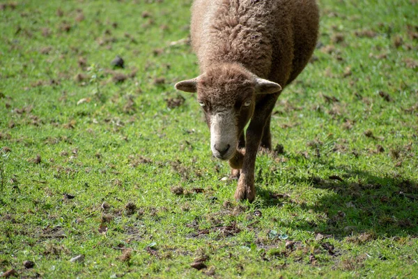 动物园里一只棕色绵羊的特写镜头 — 图库照片