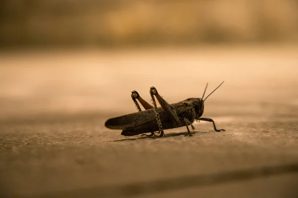Macro Shot Locust Insect Ground — Stock Photo, Image