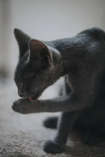 Colpo Verticale Gatto Carino — Foto Stock