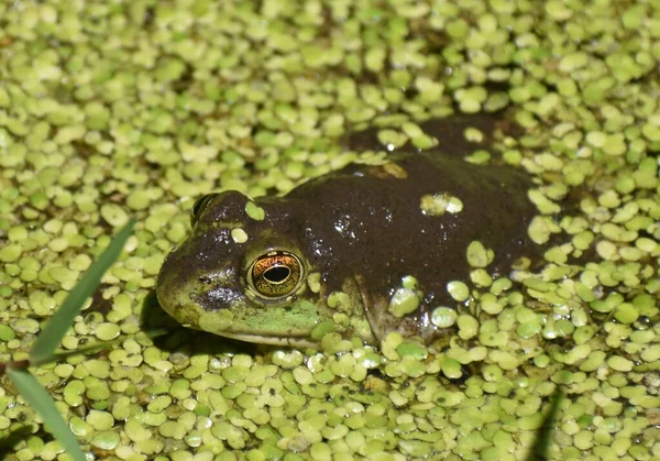 Высокоугольный Снимок Лягушки Зелени Пруда — стоковое фото