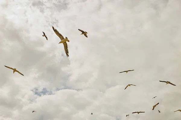 Mesmerizing View Birds Flying Cloudy Sky Background — Stock Photo, Image