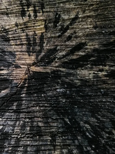 Close Vertical Detalhes Texturizados Casca — Fotografia de Stock