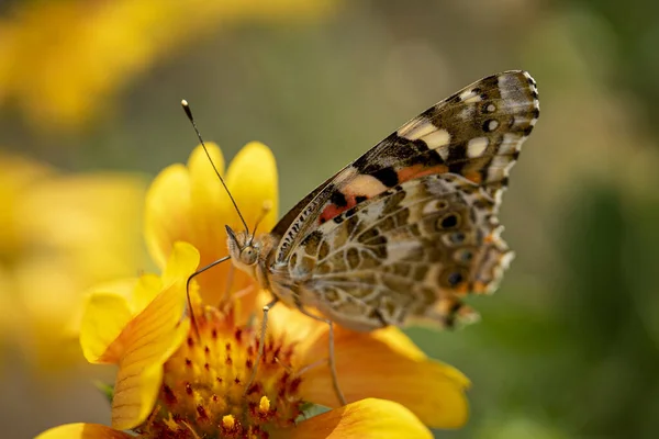 背景がぼやけている黄色の花に蝶のクローズアップショット — ストック写真