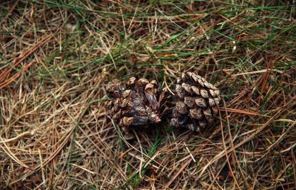 Eine Nahaufnahme Von Kiefernzapfen Auf Dem Waldboden — Stockfoto