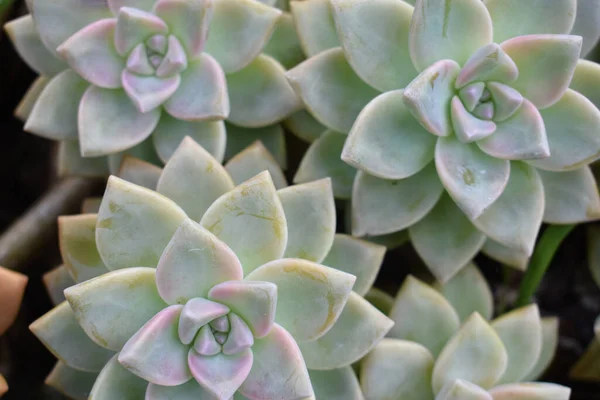 Top View Closeup Succulent Plant Called Graptopetalum — Stock Photo, Image