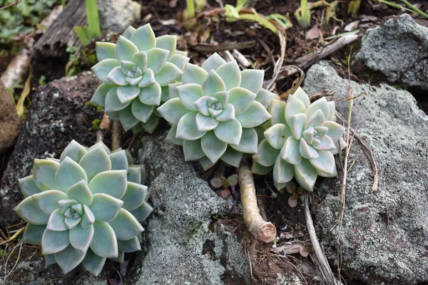 Primer Plano Plantas Suculentas Roca Del Desierto —  Fotos de Stock