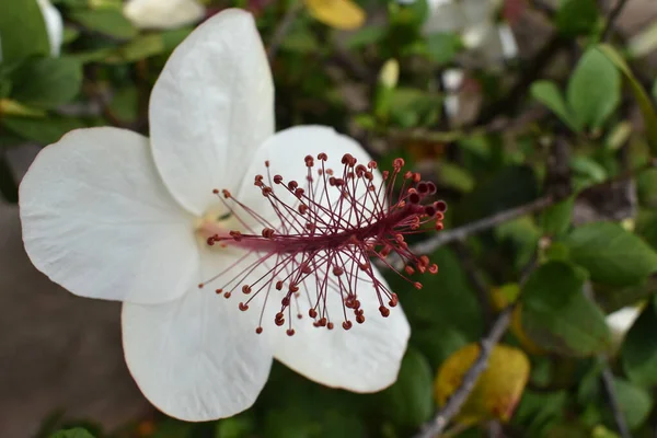 Zbliżenie Ujęcie Białego Kwiatu Hibiskusa — Zdjęcie stockowe