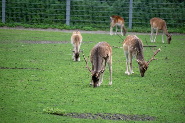 Grupp Rådjur Med Horn Som Äter Gräs Ett Zoo — Stockfoto