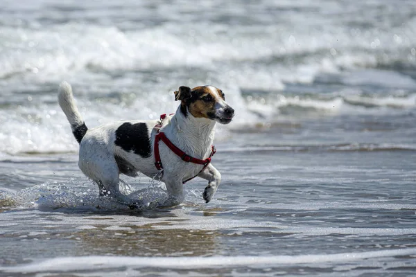 Adorabile Cane Che Gioca Sulla Spiaggia — Foto Stock