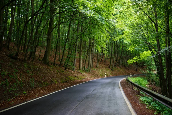 나무들에 도로의 아름다운 — 스톡 사진