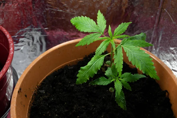 Primer Plano Las Plántulas Cannabis Macetas Concepto Cultivo Exitoso — Foto de Stock