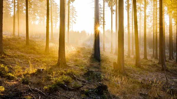 Úchvatný Výhled Ranní Východ Slunce Lesích Krásnými Podzimními Barvami — Stock fotografie