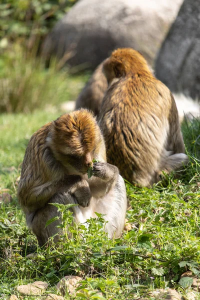 Tiro Vertical Macaco Comendo Sentado Chão — Fotografia de Stock