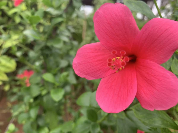 一朵盛开的粉红色芙蓉花的特写镜头 — 图库照片