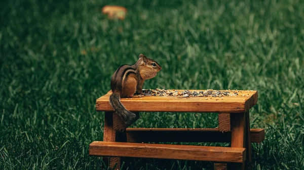 Närbild Liten Söt Ekorre Träyta Med Nötter Den Ett Fält — Stockfoto