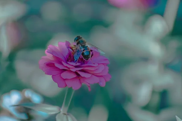 蜜蜂给花朵授粉的特写镜头 — 图库照片