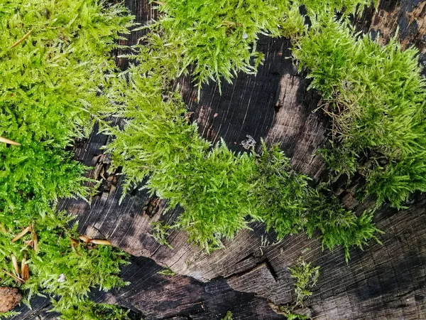 Gros Plan Écorce Texturée Avec Mousse Verte — Photo