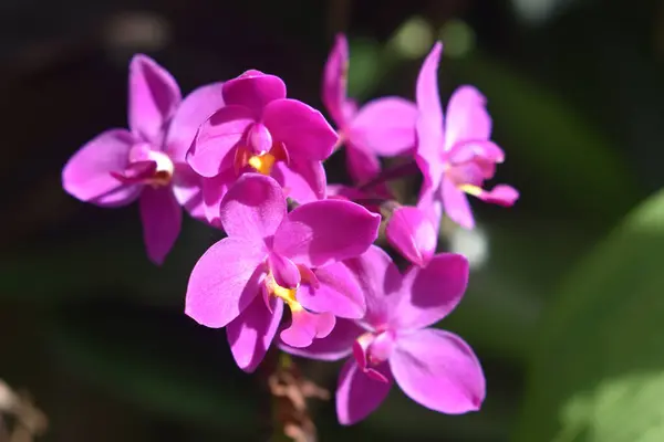 Närbild Lila Orkidéer Blommor — Stockfoto