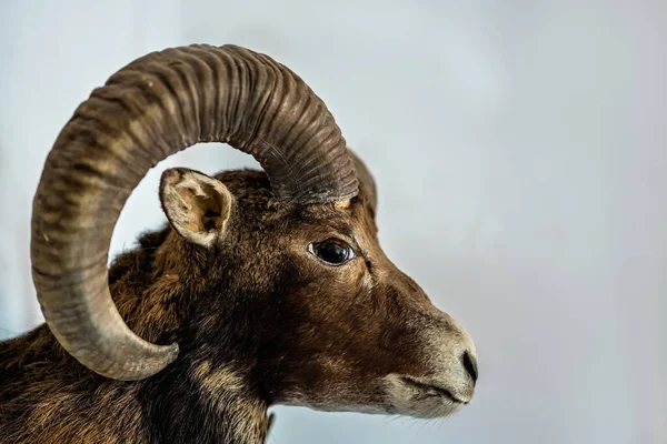 Primer Plano Cabeza Una Oveja Bighorn Aislado Sobre Fondo Gris — Foto de Stock