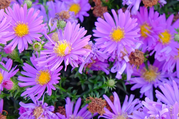 Tiro Foco Seletivo Flores Frescas Roxo Alpino Aster — Fotografia de Stock