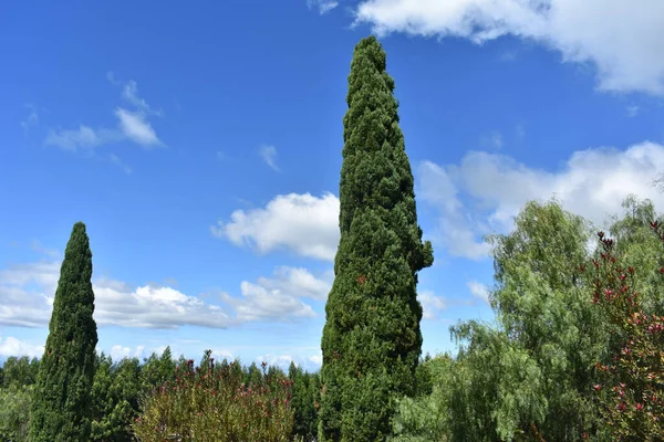 Low Angle Shot Evergreen Trees Garden — Stock Photo, Image