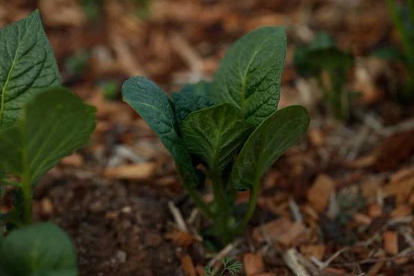 Een Dichtbij Shot Van Een Groene Loof Plant Groeiend Een — Stockfoto