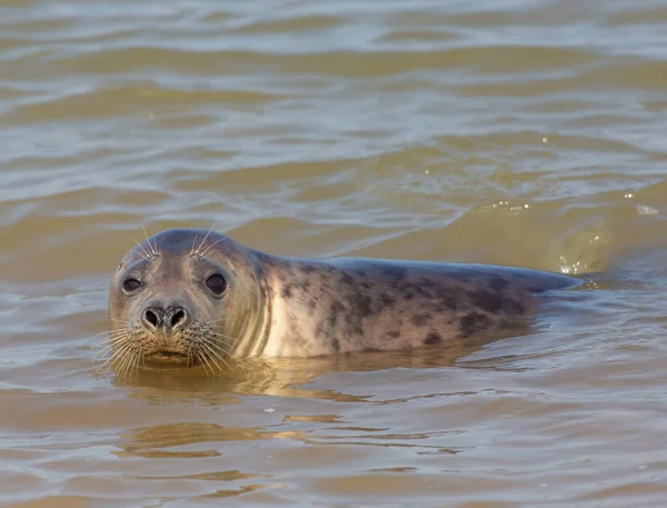 Ein Süßer Seelöwe Schwimmt Wasser Des Meeres — Stockfoto