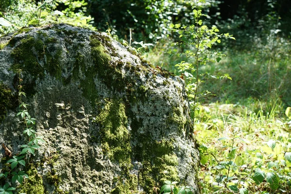 一张覆盖着苔藓的巨大岩石的特写照片 — 图库照片