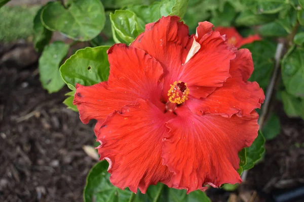 Gros Plan Une Fleur Hibiscus Rouge — Photo