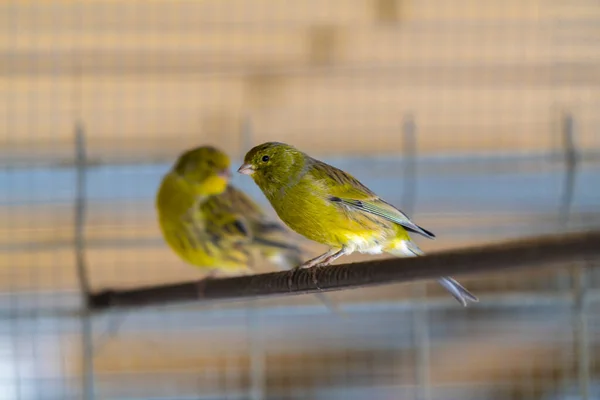 Lovitură Closeup Păsări Mici Verzi Cocoțat Ramură — Fotografie, imagine de stoc