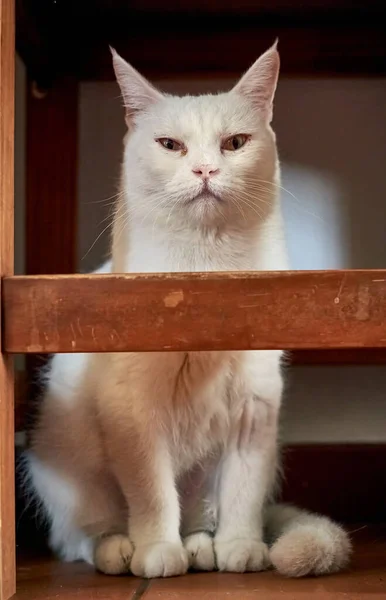 Disparo Vertical Adorable Gato Blanco Bajo Una Silla Madera Interior —  Fotos de Stock