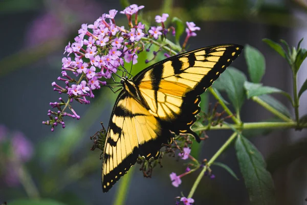 Primer Plano Una Mariposa Sobre Flores Púrpuras — Foto de Stock