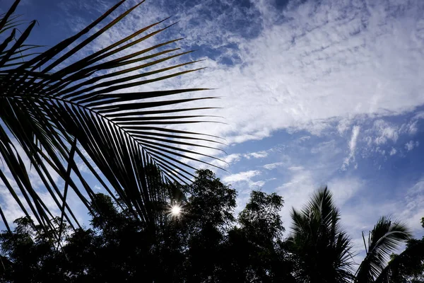 Красивый Вид Ветки Пальм Фоне Облачного Голубого Неба — стоковое фото