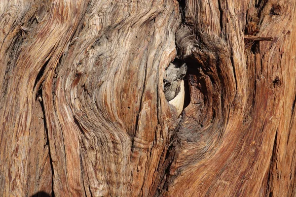 Een Close Shot Van Een Boom Stam Textuur — Stockfoto