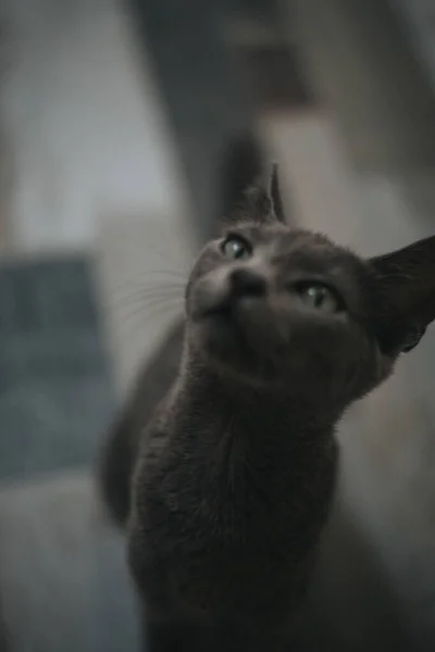 カメラを見た可愛い猫のクローズアップ — ストック写真