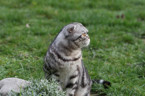 Closeup Cute British Shorthair Kitten Green Grass Background — Stock Photo, Image