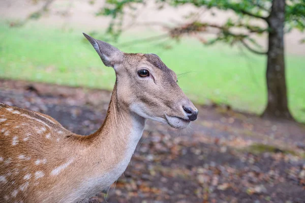 Grönskande Hjort Naturen — Stockfoto