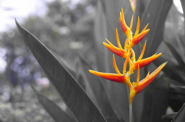 Una Pianta Arancione Fiore Isolata Uno Sfondo Grigio — Foto Stock