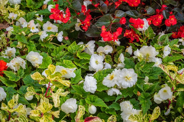 Closeup Shot Colorful Flowers Garden — Stock Photo, Image