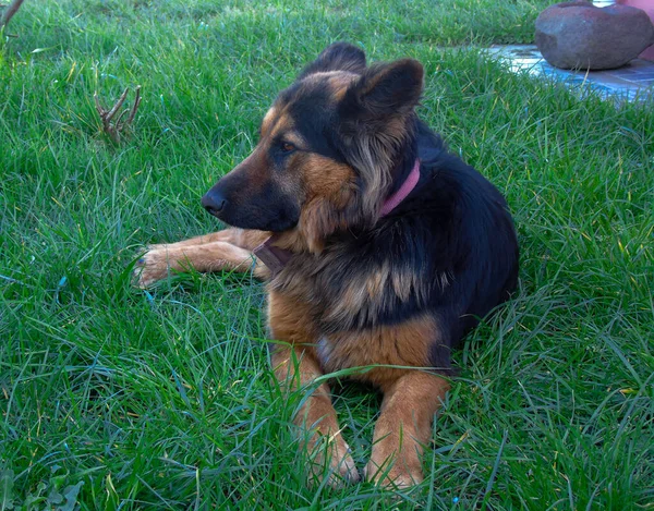 Closeup King Shepherd Lying Grass Daytime — Stock Photo, Image