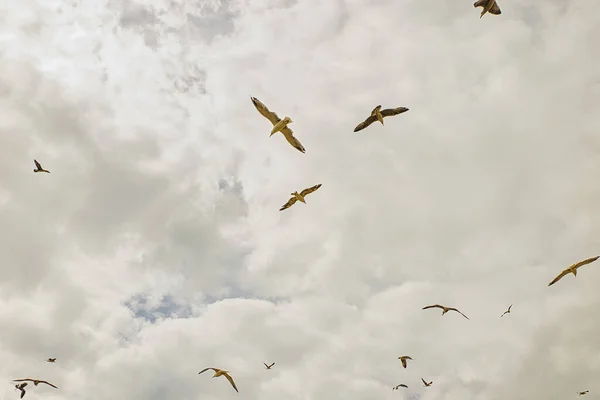 Une Vue Fascinante Des Oiseaux Volant Sur Fond Nuageux Ciel — Photo
