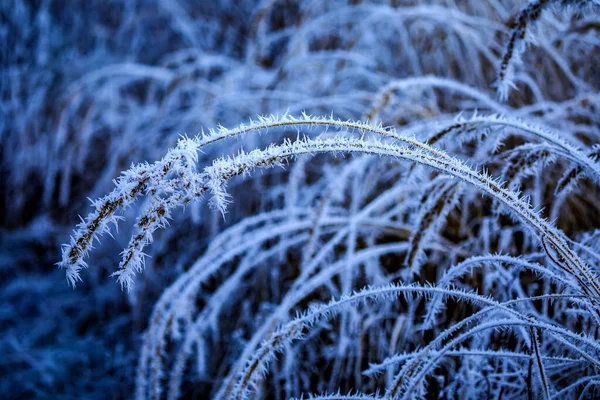 Eine Nahaufnahme Von Hagebuttenzweigen Die Vom Frost Bedeckt Sind — Stockfoto