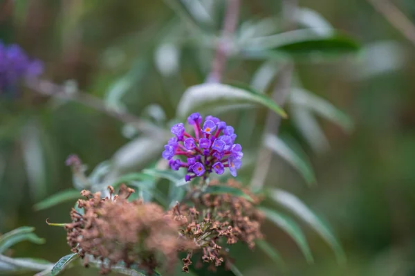 美丽的马鞭草花朵的精选焦点 — 图库照片